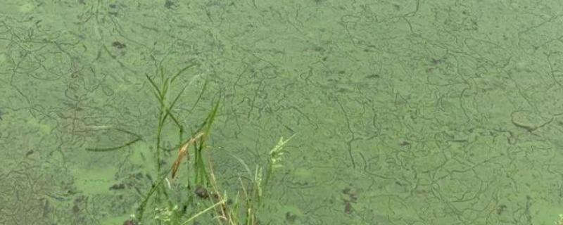 池塘倒藻后怎样补救，如何预防 池塘倒藻后怎样补救,如何预防病虫害