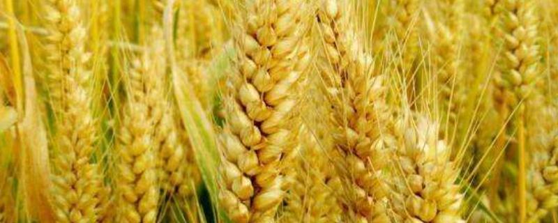 石麦22品种介绍，有何优缺点（石麦18品种特征特性）