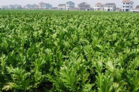 榨菜怎么种植
