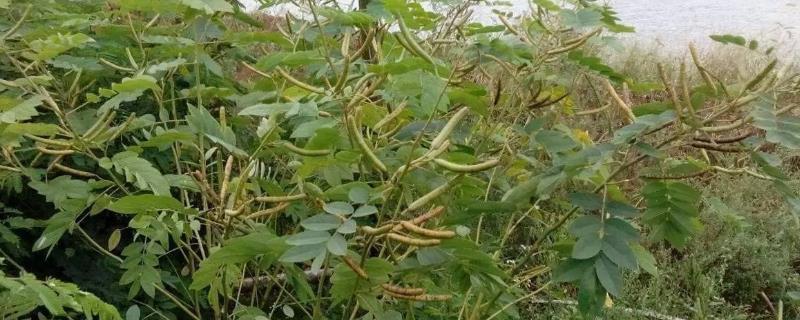 决明子种植方法 决明子种植与管理
