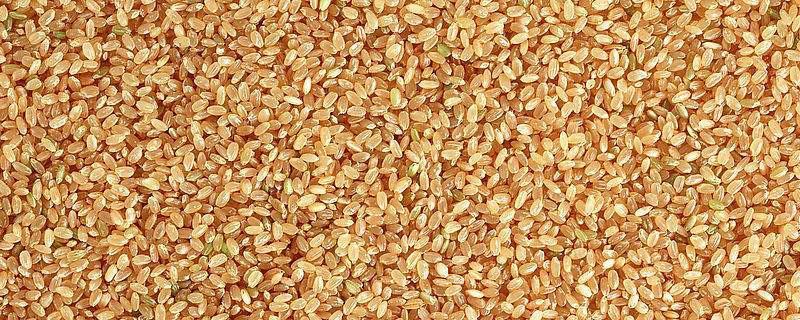 小麦含水量多少就可以存放了 小麦的含水率多少适合储藏