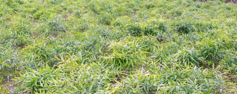 黄精的种植技术和栽培地区，种10亩黄精利润多少