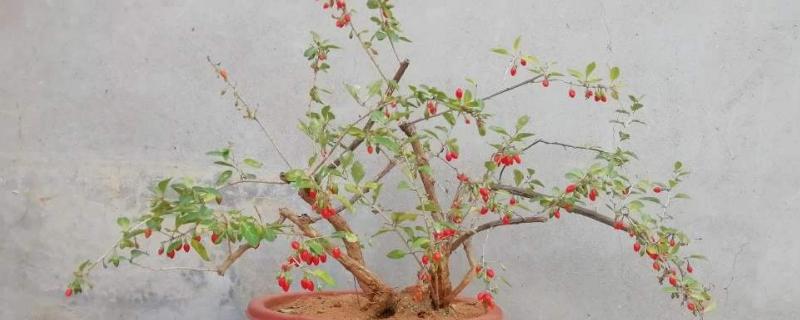 枸杞盆景制作方法，养护与管理 枸杞盆景的制作方法