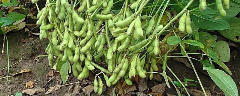 大豆亩产，黑河53大豆种子有什么特点（黑河53大豆种子简介）