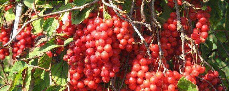 五味子种植技术与栽培管理（五味子怎样栽培）