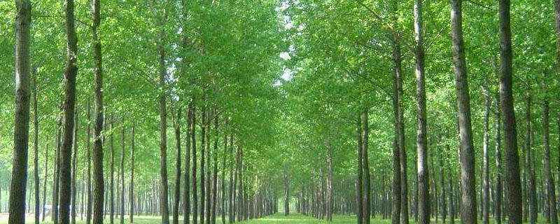 农田防护林带分哪()种类型? 农田防护林带分为哪几种类型