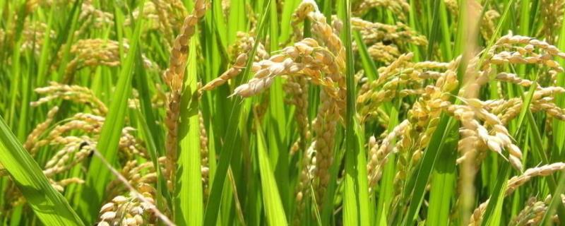 水稻生活史分成，水稻种在哪里（水稻的生活史分成哪六个阶段）