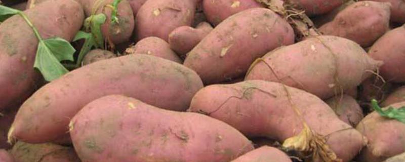 红薯产量，附种植时间和方法（红薯所需的种植条件）
