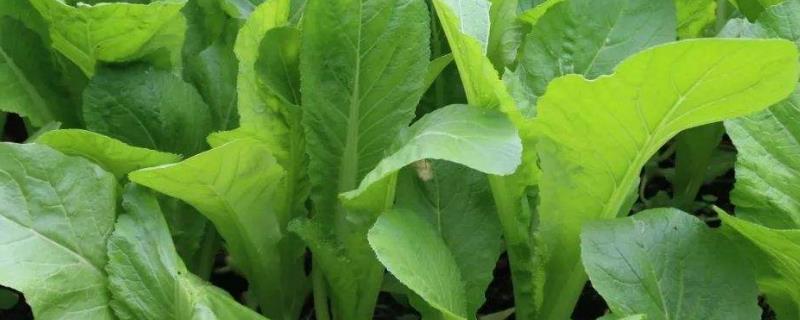 芥菜如何种植方法（芥菜怎么栽）