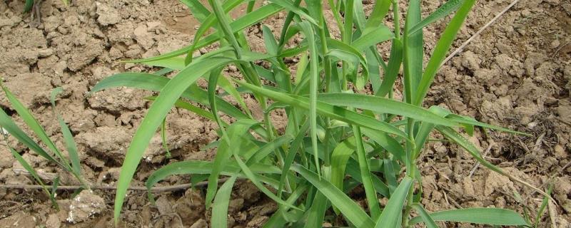 柴胡种植方法及时间 柴胡的栽培种植技术