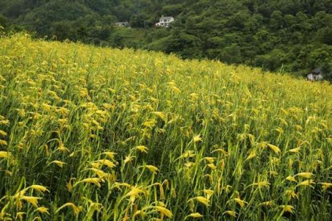 黄花菜种植技术和管理
