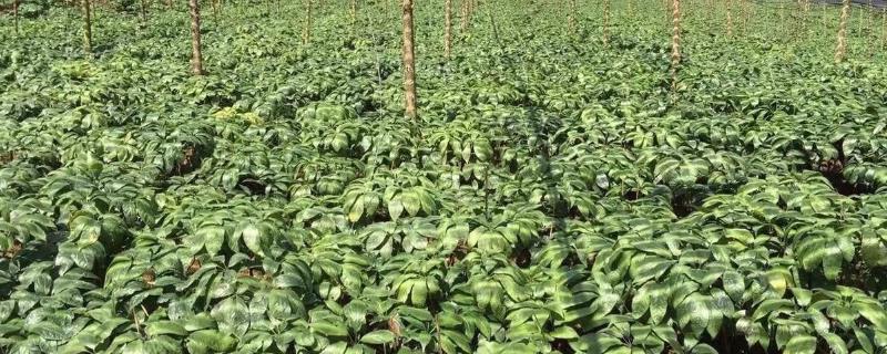 三七栽培和管理技术 三七种植技术与栽培管理