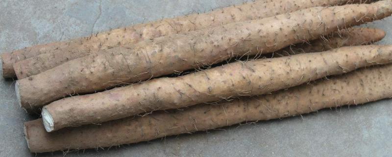 山药种植技术，为什么不能连续种 种山药为什么不能重茬