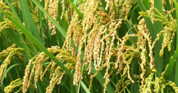 稻子是大米吗，绿色大米和有机大米是什么意思