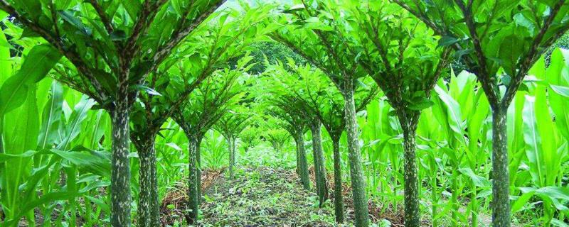 磨芋种植新技术，一般在什么季节种植