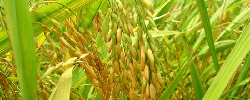 四川水稻几月份收割 四川几月份收割稻谷