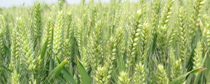 小麦乳熟期，怎么管理，还能打药吗 小麦的乳熟期