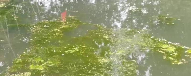利菌多的作用，主要成分是什么 利菌多多少钱一瓶