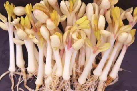 花生苗芽菜的种法