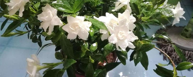 二铵属于什么肥，可以当花肥用吗（二铵属于什么肥能用作花肥吗）