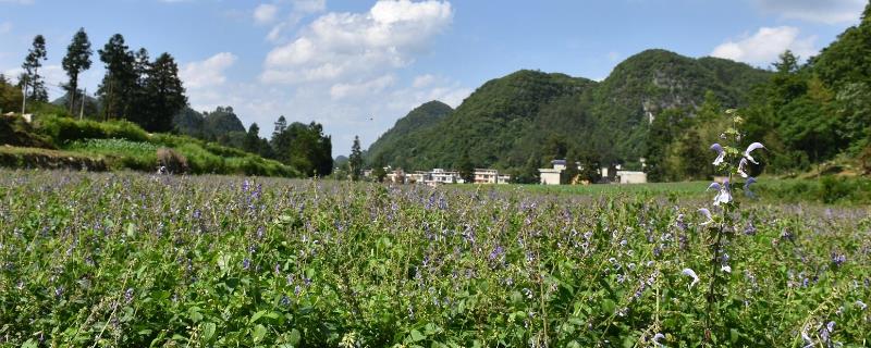 丹参种植技术 丹参种子种植技术