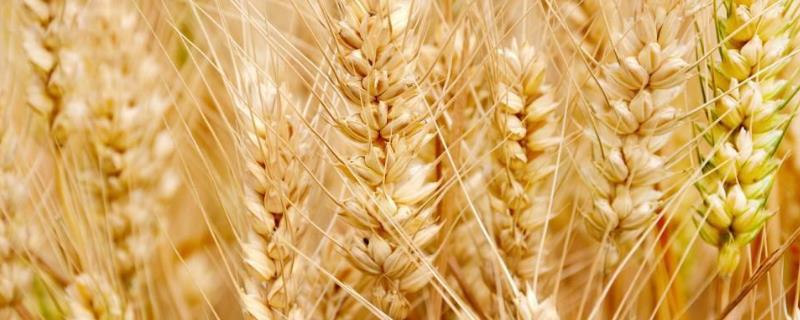 北方小麦几月份收割，一年收几次（北方小麦收获的季节是什么时候）