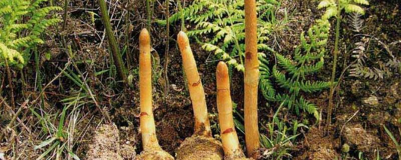 天麻菌棒的培育技术 天麻菌棒培养的不好能下种吗