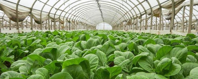 大棚菜和露天菜的区别 大棚菜和露天菜的营养价值