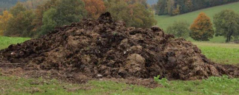 人的粪便多久才能施肥,属于什么肥?肥效好吗?