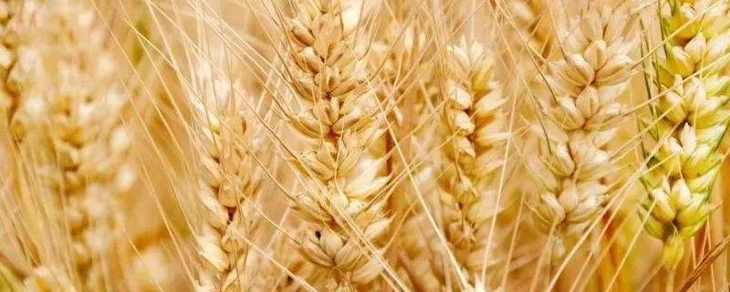 小麦穗干尖是怎么回事,应该怎么治 小麦穗干尖是什么原因造成的