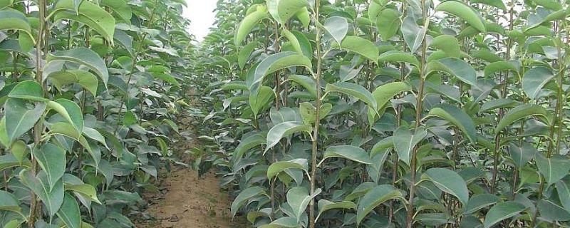 果树种植方法（无花果树种植方法）