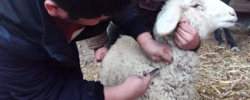 伊维菌素驱什么虫，中毒是什么症状（伊维菌素主要驱什么虫）