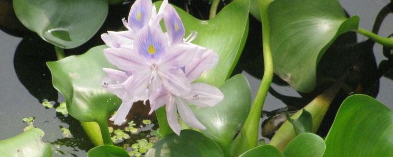 在淡水湖中种植水葫芦是环保行为吗