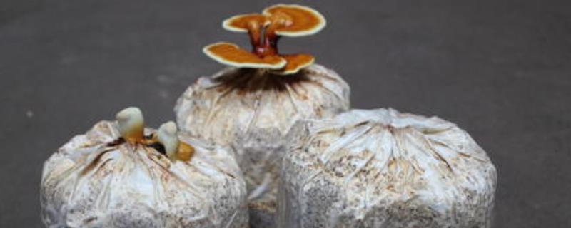 灵芝母种制作技术（灵芝苗怎么种）