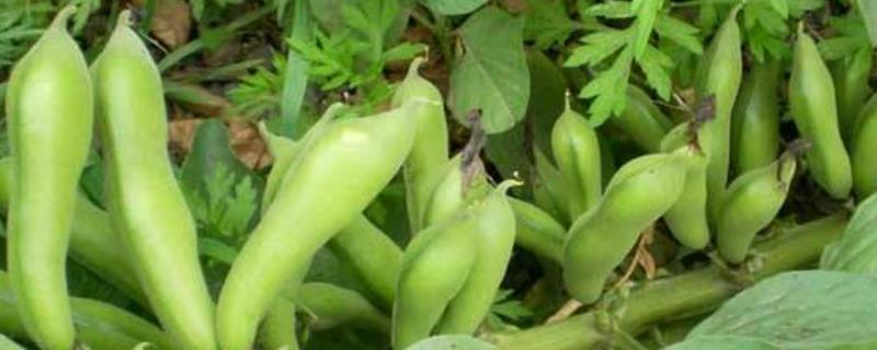 种蚕豆的株距和行距是多少，附蚕豆的种植技术与管理