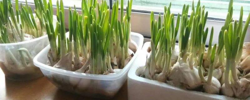 蒜苗在家怎么种 蒜苗在家怎么种植视频
