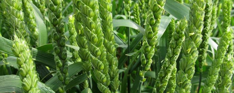 种小麦最佳时间和温度是什么时候?底肥用什么肥料好