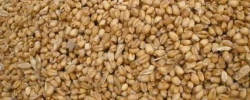 陈麦种可以种吗?麦种发芽率低怎么办 陈麦子能发芽吗