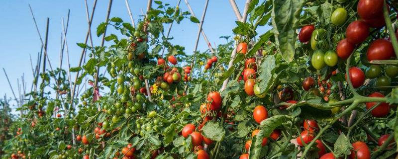 番茄怎么种植方法 盆栽番茄怎么种植方法