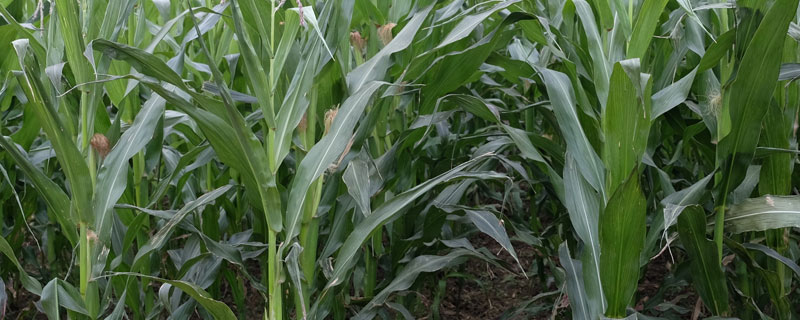 草甘膦除草剂对玉米的影响 草甘膦除草剂对玉米有害吗