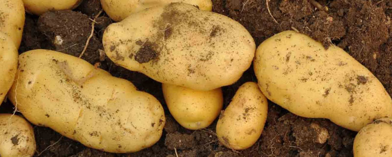 土豆用磷酸二氢钾控旺（土豆啥时候可以施磷酸二氢钾）