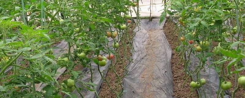 番茄青枯病可以根治吗 番茄青枯病的防治方法