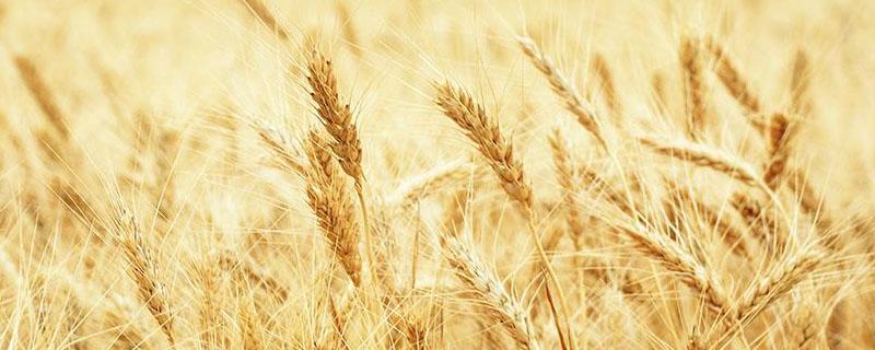 我国冬小麦的主产区