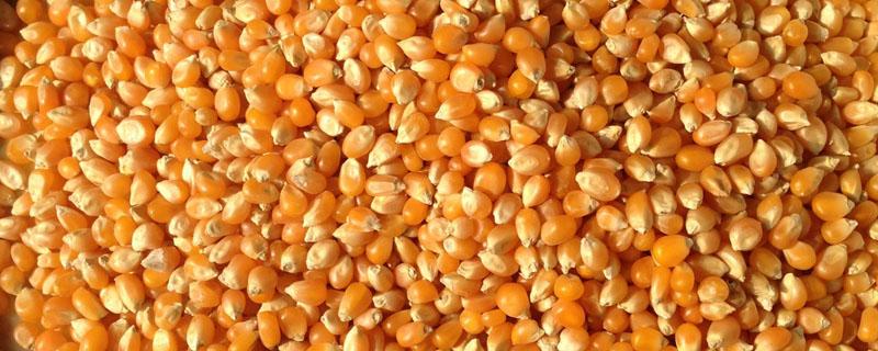 怎么大量储存干玉米粒 储存干玉米的最好方法