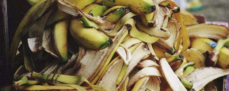 烂香蕉怎么做肥料（烂香蕉能做肥料浇花吗）