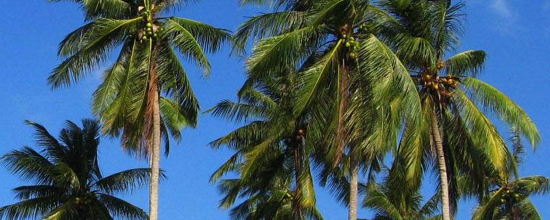 海南岛种植椰树的不利条件 海南岛有利于椰树生长的自然条件