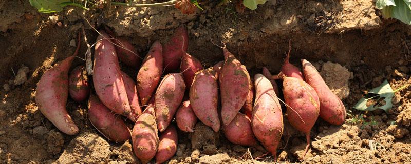 红薯苗种植前怎样蘸根 栽红薯苗用剪根吗