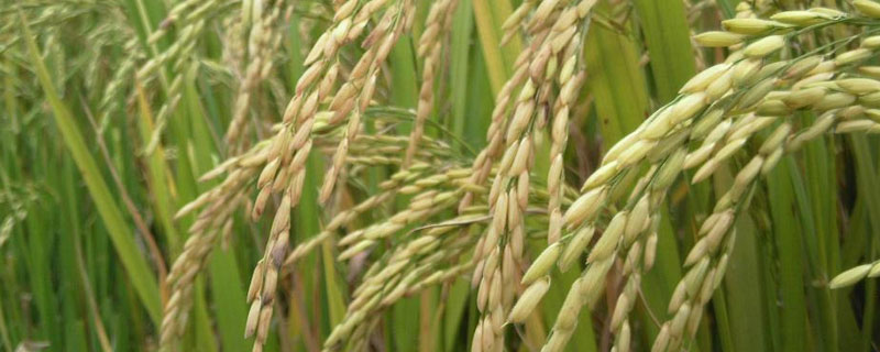 水稻公稻子用什么药 稻子打什么药