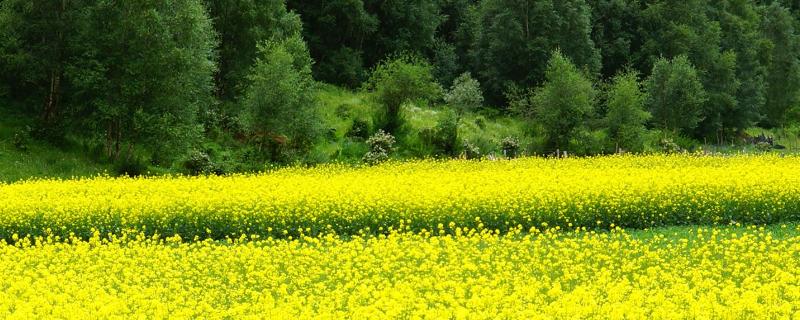 高产油菜籽品种有哪些 高产油菜籽品种排名