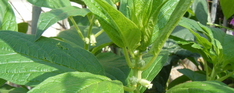 芝麻地阔叶草用什么除草剂（芝麻地阔叶杂草用什么除草剂）